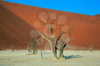 Ecotourism in Namibia. The dried lake Deadvlei. Dried trees among the giant orange sand dunes