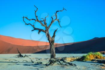 Sunset. The bottom of dried lake Deadvlei, with dry trees. Namib-Naukluft National Park, ecotourism in Namibia
