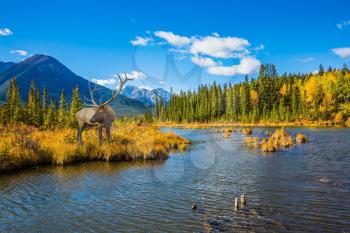  The concept of eco-tourism. The red deer with branchy horns is grazed on bank of the lake. Indian summer in the Rocky Mountains of Canada