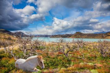 White horse resting on the shore of the lake. Concept of ecotourism. Chile, Patagonia, Torres del Paine National Park - Biosphere Reserve