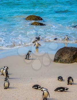 Boulders Penguin Colony in the Table Mountain National Park. African black-white penguins. The concept of  ecotourism. The sandy beach on the Atlantic coast of Africa