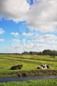 The picturesque green meadows crossed by blue channels. Corpulent cows have a rest and are grazed on meadows. Dutch pastoral