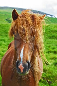 Portrait of a brown horse with light mane. Iceland in July. Farmer sleek horse