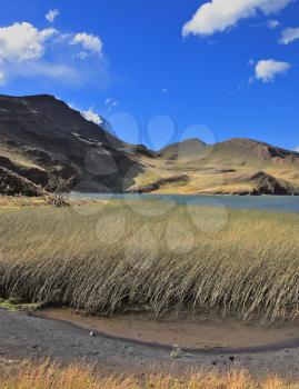 Windy day in the National Park Torres del Paine. Shallow blue lake overgrown tall reeds