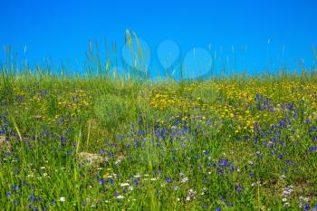  Gentle hills covered with a carpet of wild flowers. Spring flowering Golan