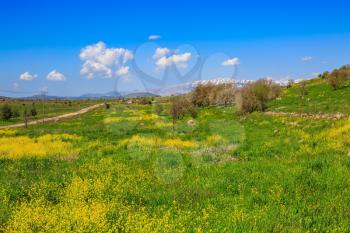 Flowering Golan Heights in a beautiful sunny day. On the horizon is visible snowy peak of Mount Hermon