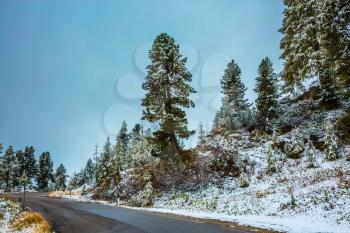 Fir forest covered with first snow in the Dolomites. Wet road to the pass Giau. Northern Italy