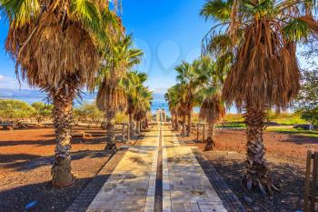 Palm alley leading to the famous  Sea of Galilee. Sunset on the Lake of Kinneret