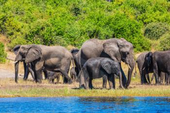 The concept of active tourism. Large herd of African elephants at the watering. River Okavango, Botswana, Chobe National Park