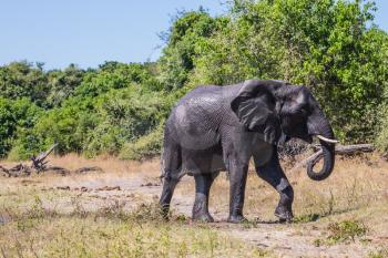 Big elephant poured himself liquid sludge. River Okavango. Botswana, Chobe National Park