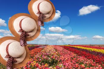  Beautiful elegant wide-brimmed hats decorated with spring landscape. Bright colorful blooming field of buttercups