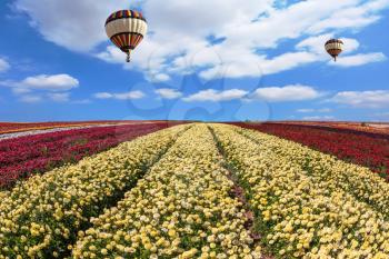  In the sky flying scenic balloons. The colorful buttercups. Spring windy day on the farm