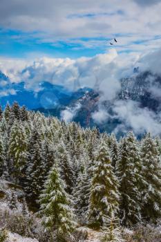New Years is soon. On the Alpine Pass Giau of the Dolomites first snow fell. The concept of eco-tourism. Evergreen forests in the valley covered with the first snow