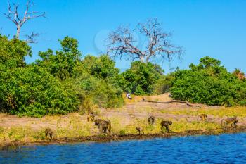 Herd of baboons at the watering. Chobe National Park in Botswana. The concept of extreme and exotic tourism in Okavango Delta