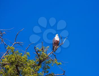 The concept of extreme and exotic tourism. Chobe National Park on the Zambezi River, Botswana. African fish eagle on a green branch of a tree