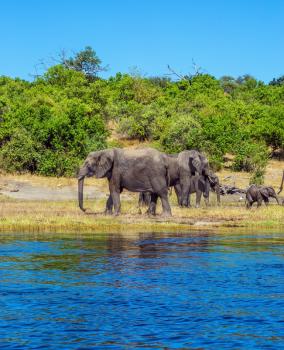 Herd of African elephants crossing river in shallow water. Chobe National Park in Botswana. The concept of active and exotic tourism. Watering in the Okavango Delta
