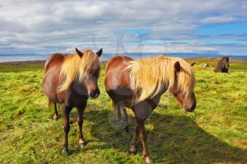 Summer in Iceland. Two Icelandic horses with yellow  manes on a free pasture