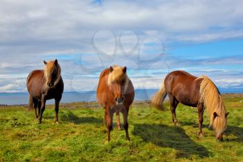 Three Icelandic horses on the shore of the fjord. Beautiful horse chestnut suit with white manes on free ranging