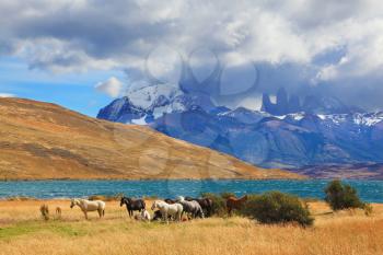 Chilean Andes. Fabulous lake Laguna Azul. Distance are seen three rocks Torres del Paine. 
On the lake herd of horses grazing