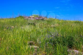  Gentle hills covered with fresh grass and wild flowers. Spring flowering Golan