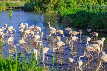 Large flock of pink flamingos. Picturesque exotic birds sleep at sunset. Evening light in the National Park of the Camargue, Provence, France