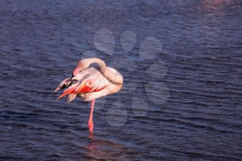The magnificent pink flamingo in the delta of the Rhone going to sleep. Sunset in the national park of the Camargue, Provence