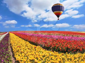 Over the field in sky flying big balloon. Elegant multi-color rural fields with flowers - ranunculus