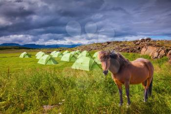  Summer holidays in Iceland. Magnificent Icelandic horse breed is about summer camp