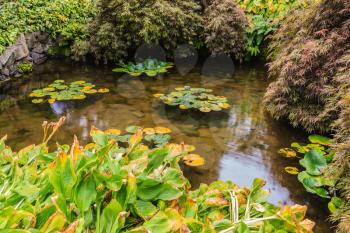 Quiet pond with lilies. Scenic decorative park Butchart Gardens on Vancouver Island, Canada