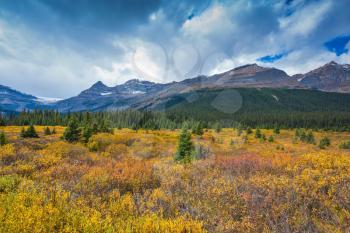 Snow-covered mountains and the turned yellow autumn vegetation round Bow Lake.