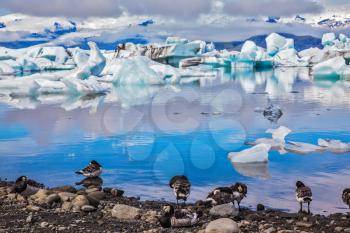 Magnificent summer morning in ocean Ice lagoon with floating ice floes. On coastal edge flock of birds - brents of Branta leucopsis. Summer in Iceland