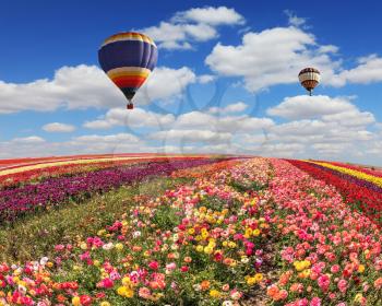 Spring windy day. Field of colorful blooming buttercups - ranunculus. Two balloons fly over the field