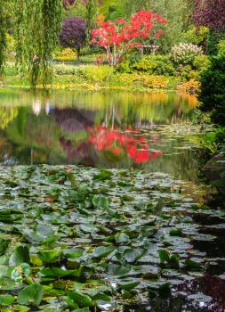 Complex flower gardens on Vancouver Island, Canada. Quiet pond, overgrown with water lilies