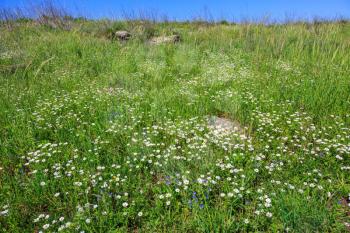 Spring flowering Golan. Gentle hills covered with a carpet of wild flowers