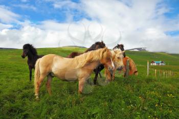  Well-groomed horses graze and play with each other in a meadow near the farm. Herd of Icelandic horses magnificent