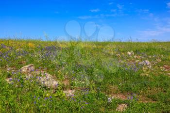 Spring flowering Golan. Gentle hills covered with a carpet of wild flowers
