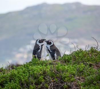 Loving penguin couple. Boulders Penguin Colony. Black-white penguins on the beach of Atlantic Ocean. The concept of ecotourism