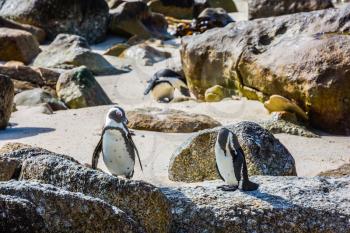 Boulders Penguin Colony, National Park Table Mountain, South Africa. Two penguins on sand and stones