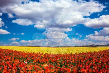 Fluffy clouds over field of luxury garden buttercups. The kibbutz in the south of Israel. Concept of rural tourism and agrotourism