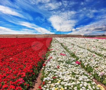 The kibbutz field with blossoming buttercups - ranunculus of different colors. Spring flowering buttercups