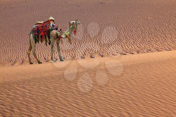 Sand dunes. Camel with harness and blanket for walking tourists. Sandy desert covered with waves of sand
