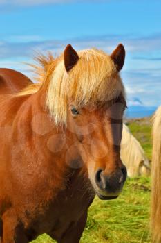 Portrait of bay horse with  light mane. Warm summer day in Iceland. Green lawn on the shores of the fjord