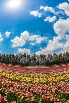 Spring in Israel. The scenic rural field. Magnificent multicolored flowering garden buttercups. The concept of modern agriculture and industrial floriculture