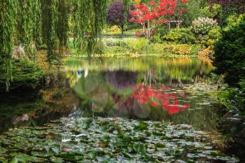 Quiet pond, overgrown with lilies, among the weeping willows. Fantastic floral Butchart Gardens on Vancouver Island, Canada