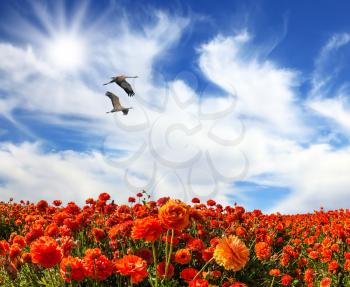 Two large birds flying high in the cirrus clouds. The southern sun illuminates the flower fields of red buttercups. The concept of ecological and recreational tourism