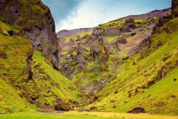 Canyon Pakgil -  green grass and moss on freakish rocks. The summer blossoming Iceland