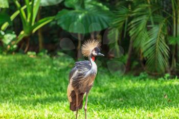 Magnificent Crowned Crane. A picturesque bird in the South American zoo of exotic tropical birds