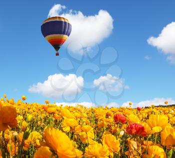 The  blossoming fields of garden buttercups. Huge multicolored balloon flies slowly over the field. Concept of rural and extreme tourism