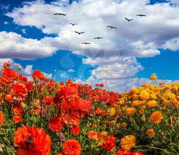 Migratory birds flying high in the cumulus clouds. The southern sun illuminates the flower fields of red buttercups. The concept of  eco-tourism and recreation 