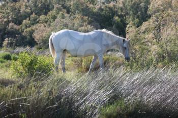 White horse grazing in  meadow near the lake. Summer evening in the Camargue national park. Rhone Delta, Provence